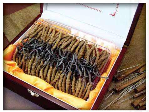 萨嘎冬虫夏草回收